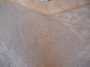 Tampa Carpet Cleaning After