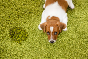 pet stain odor removal tampa carpet cleaning services