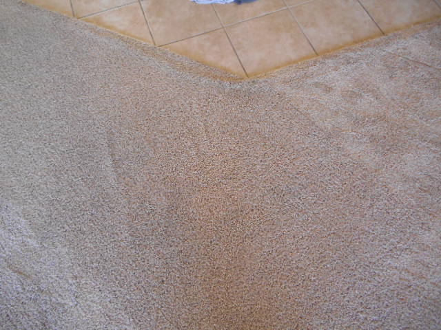 Deep carpet cleaning companies Tampa