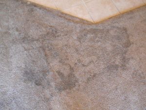 Tampa Carpet Cleaning Before