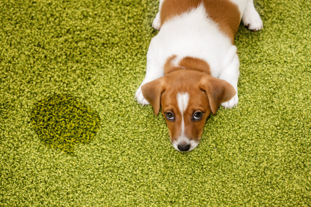 pet stain odor removal tampa carpet cleaning services