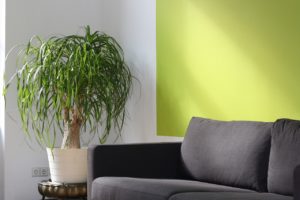 upholstery cleaners st pete tampa clearwater fl
