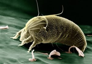 mites, mattress cleaning tampa bay